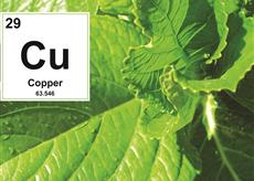 superstición proteger dividendo Cómo detectar una deficiencia de cobre en la planta? - AGRI nova Science