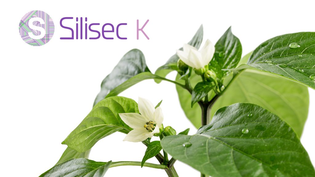 Silisec K