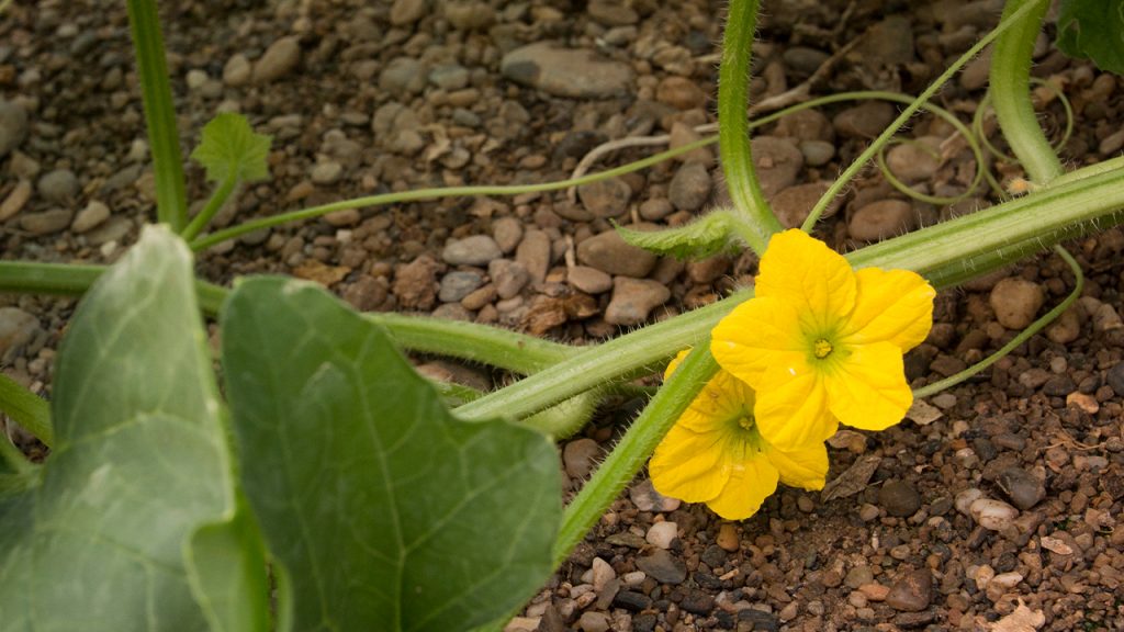 Cómo mejorar la floración en cultivo de sandía y melón