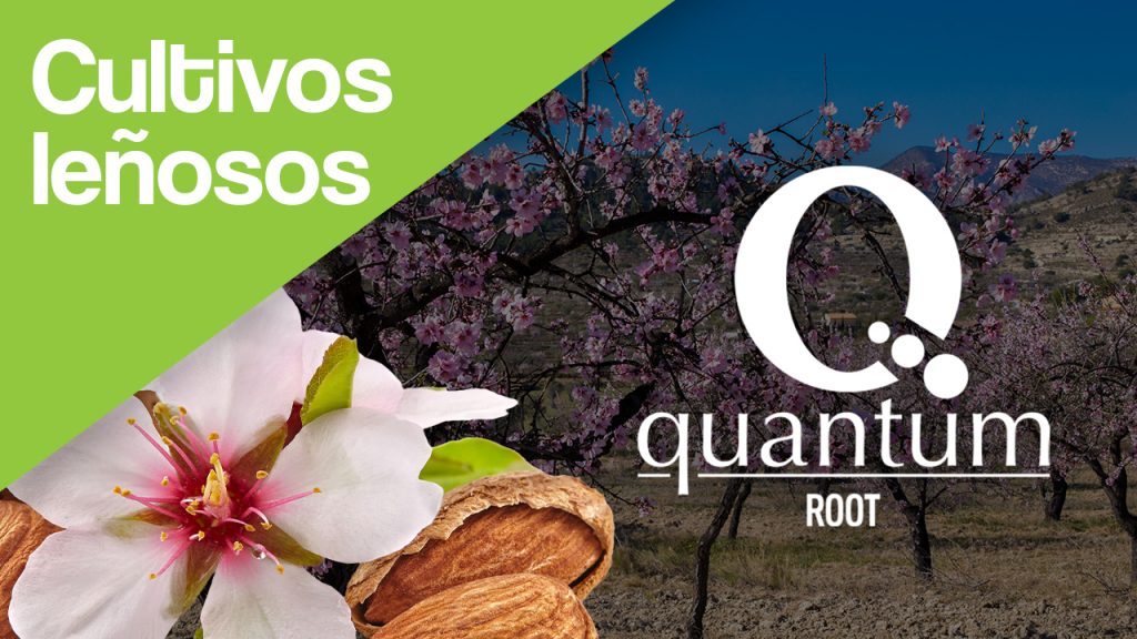 Enraizante Quantum root en cultivos leñosos