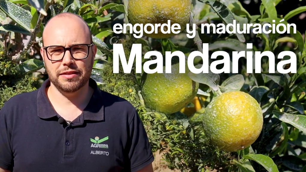 Engorde y maduración del cultivo de mandarina