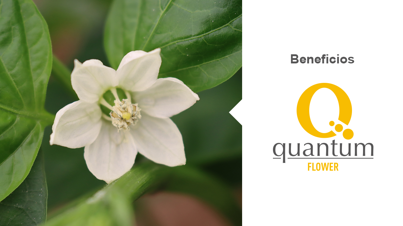 Beneficios de Quantum Flower