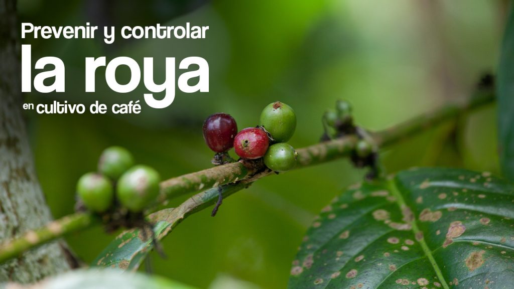 Prevenir y controlar la roya en cultivo de café