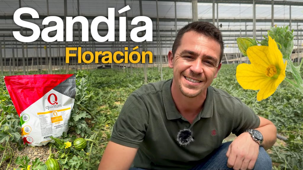 Floración y cuajado en cultivo de sandía