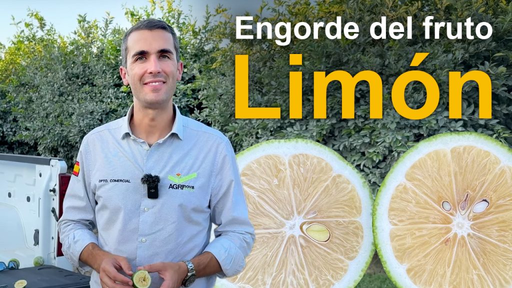 Engorde y maduración de fruto de limón