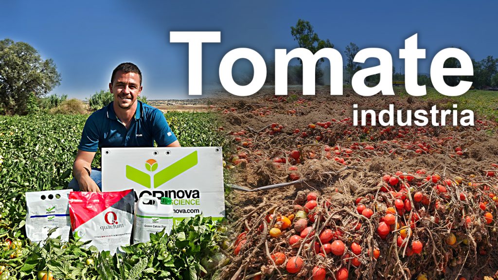 Fertilización para engorde de fruto de tomate