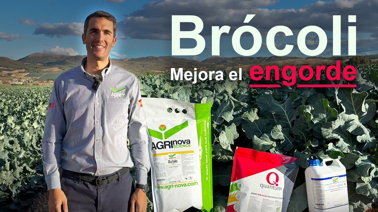 Brocoli – Pedro