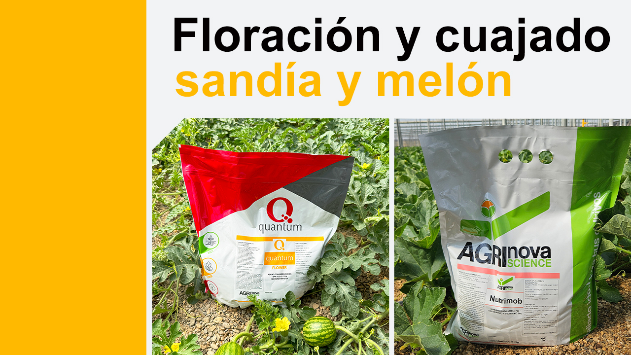 thumbnail-sandia copia