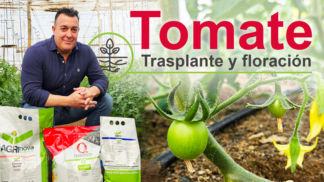 Tomate en invernadero desde el trasplante hasta la floración