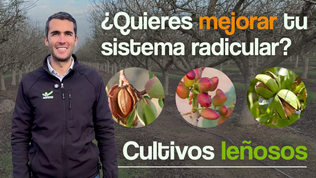 Enraizantes en cultivos leñosos