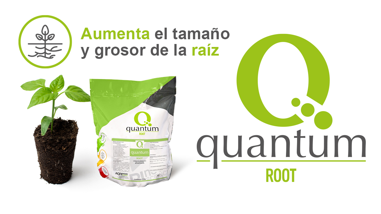 Aumenta el tamaño y grosor de la raíz
