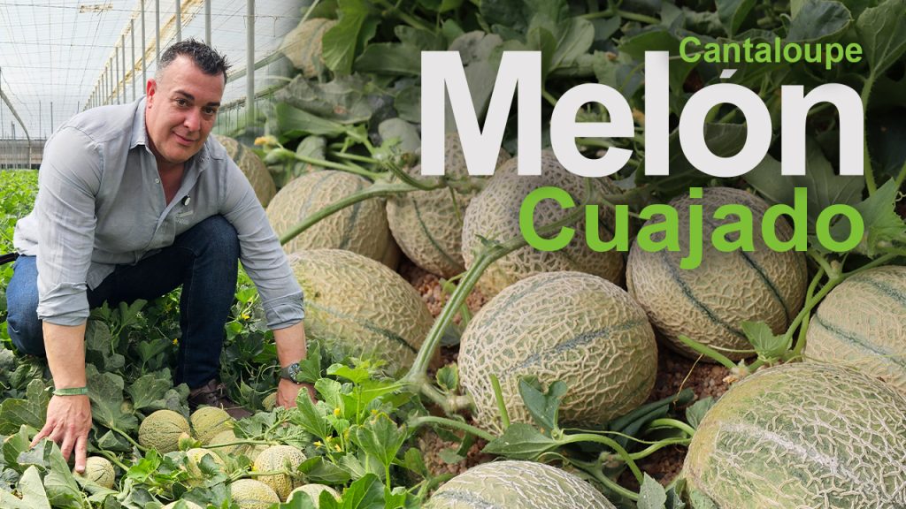 Cuajado y amarre en el cultivo de melón
