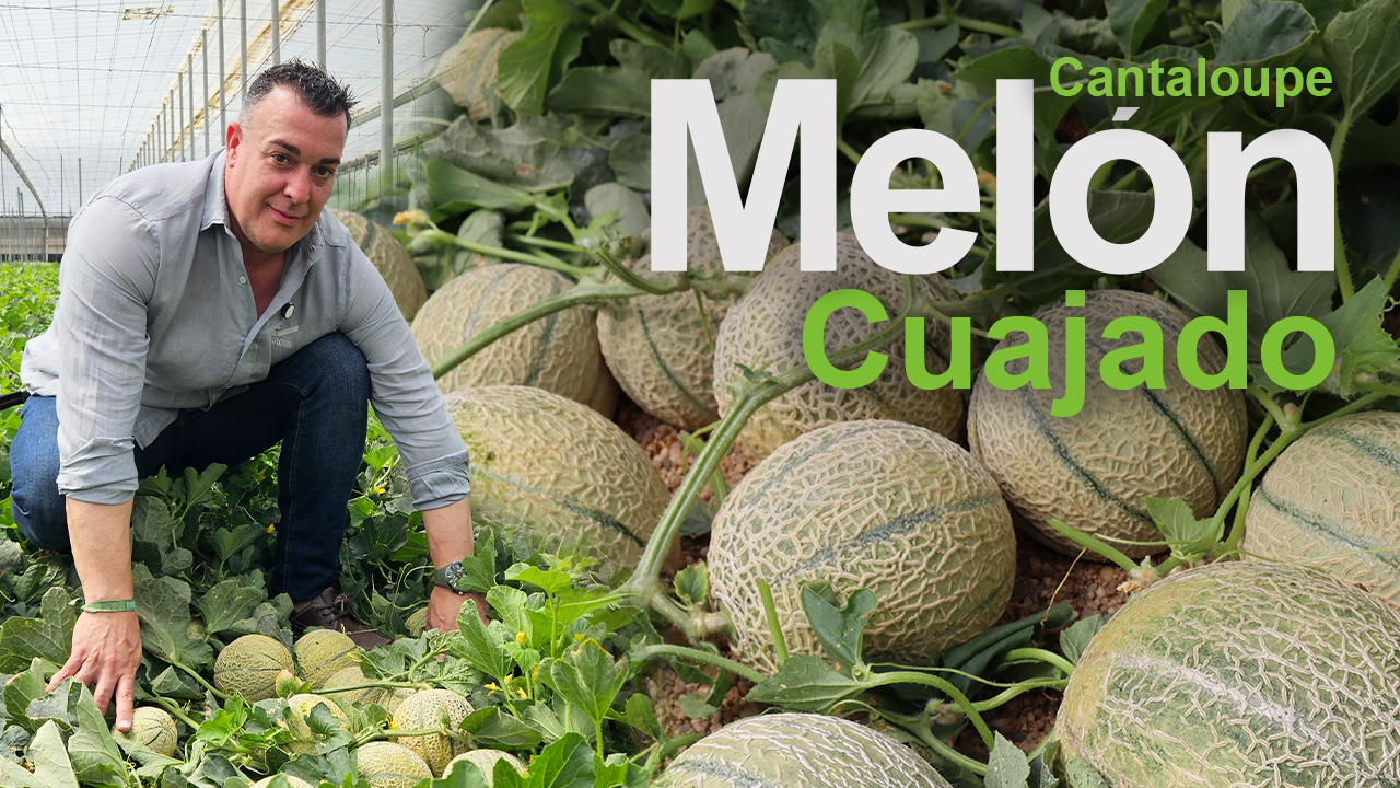 Cuajado y amarre en el cultivo de melón