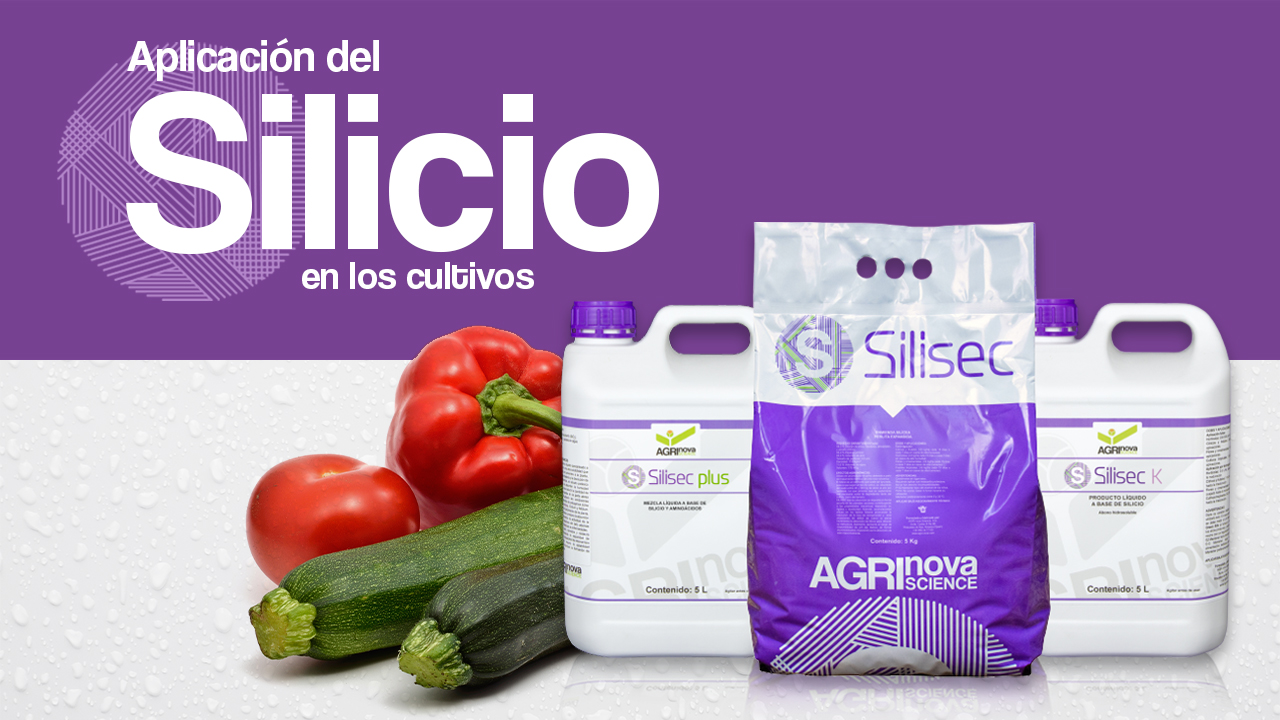 Aplicación del silicio en los cultivos 