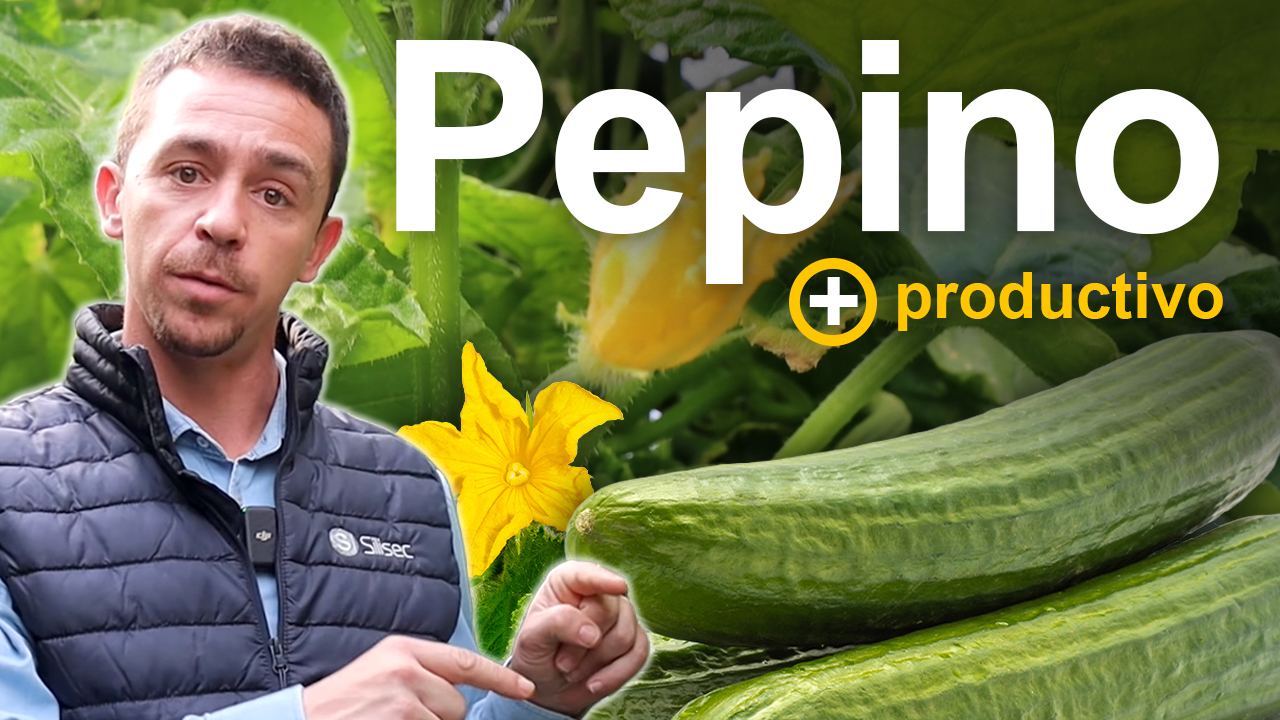 Cómo mantener el pepino productivo