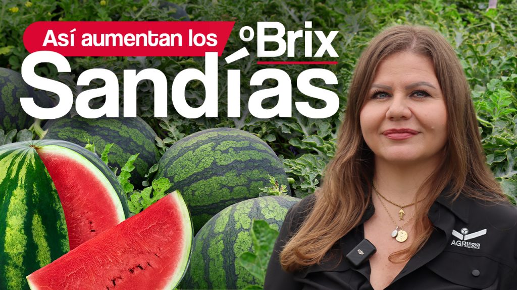 Cómo aumentar los grados brix en sandía