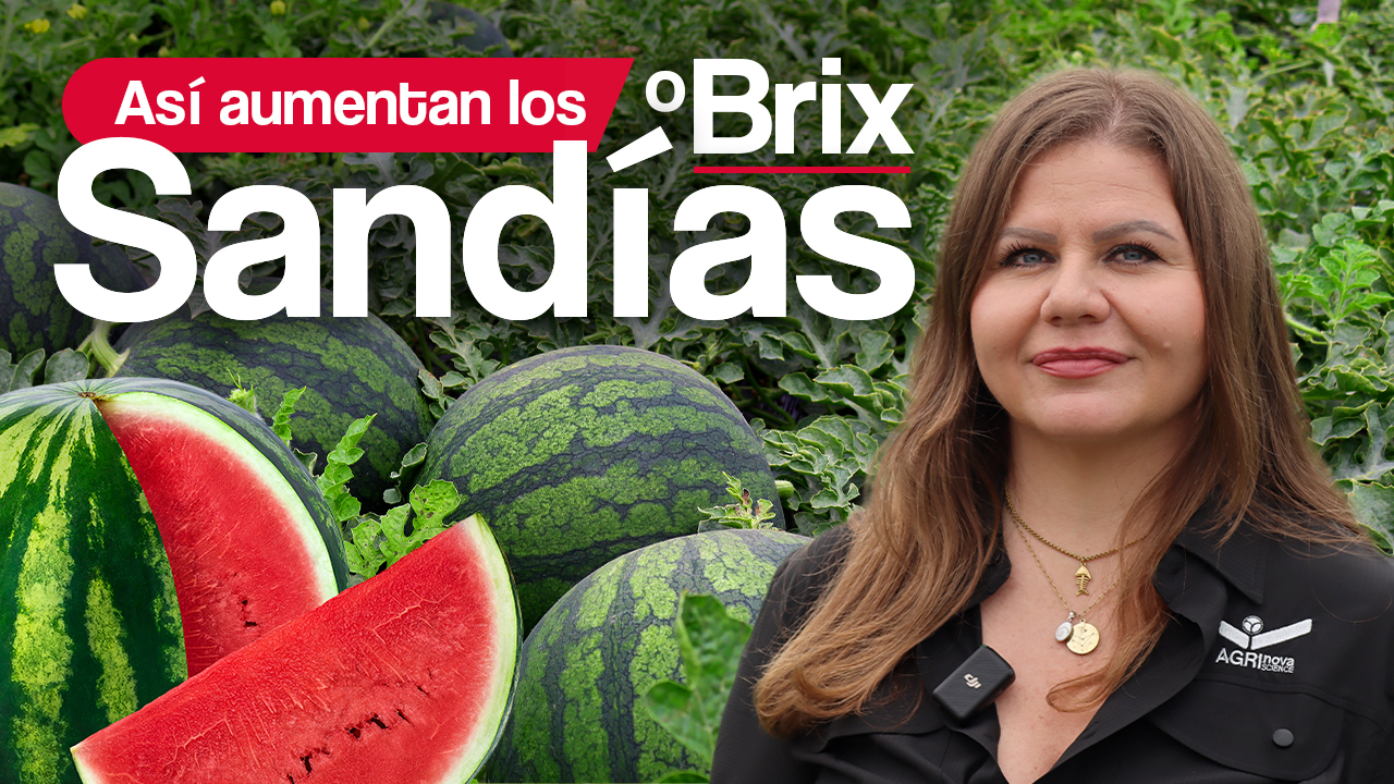Cómo aumentar los grados brix en sandía
