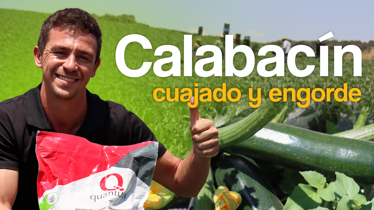 Calabacín al aire libre: mejora su cuajado y engorde